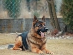 Diapers are no longer a luxury but a necessity if you have dogs at home.