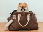 If you are a dog lover, you can’t do without a dog bag. Here’s a list of some of the best in the market.
