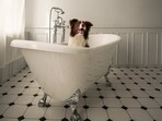 Dog shampoos for flea and tick control: Dog lovers will confess that the problem of ticks ruins their experience of being a pet parent but it doesn’t have to be that way anymore.
