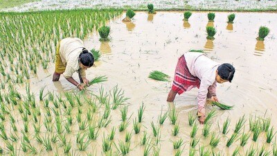 Apart from climate forecast at local level, farmers will also be updated about crops that are water efficient. (For Representation) Apart from climate forecast at local level, farmers will also be updated about crops that are water efficient. (For Representation)
