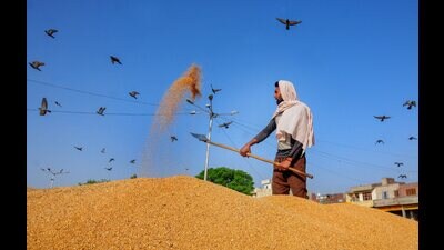 FIR was lodged against the partners of rice mill and paddy stored was ordered to be shifted to other mills. (PTI file photo)