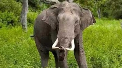 Karnataka forest officials capture elephant which killed two people Karnataka forest officials capture elephant which killed two people