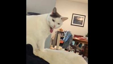 The image shows the cat sitting on a couch who pushed another kitty. (Reddit/@Anthilljoy)