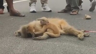 A baby langur was sobbing uncontrollably while holding on to its dead mother in Assam. (Twitter) A baby langur was sobbing uncontrollably while holding on to its dead mother in Assam. (Twitter)