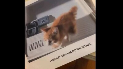 Snapshot from the picture book for a cat. (Twitter/@chaoticcatpics) Snapshot from the picture book for a cat. (Twitter/@chaoticcatpics)