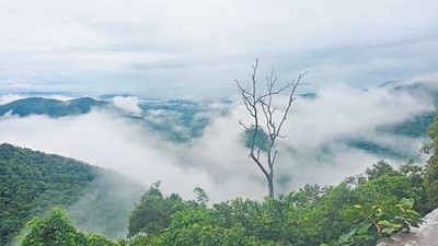 The scientists say these global variations could make it harder to predict the global impact of schemes to absorb carbon.