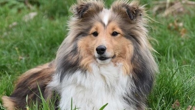 Menstruation in dogs: How to tell if your dog is in heat; tips to take care (Pixabay) Menstruation in dogs: How to tell if your dog is in heat; tips to take care (Pixabay)