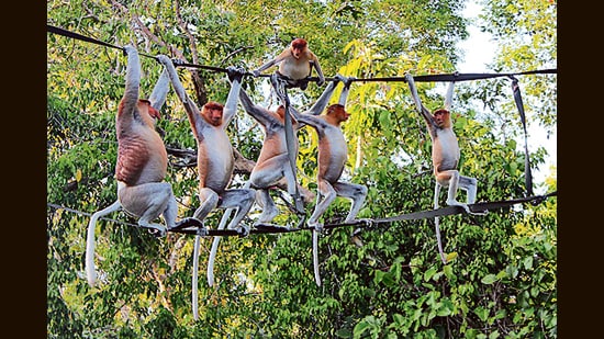 Right out of the Hitopadesha: Proboscis monkeys crossing the Kinabatangan river, in Sabah, Malaysia (Shutterstock)