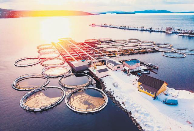 At the end of the last century, many smart businessmen read the writing on the wall and invested in caviar farms. The only caviar you get now is farmed and it comes from all over the world. (Shutterstock)