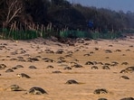 Mass nesting of Olive Ridley turtles near River Rushikulya mouth in Ganjam district, Odisha, Friday, (PTI)