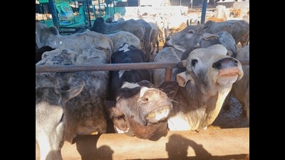 Around 50,000 stray cattle are brought to these cow shelters every year making it difficult for the gaushala committees to accommodate and take care of all the animals. (HT Photo) Around 50,000 stray cattle are brought to these cow shelters every year making it difficult for the gaushala committees to accommodate and take care of all the animals. (HT Photo)