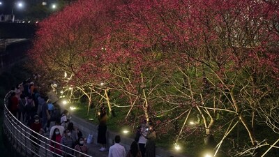 Visitors take pictures of cherry blossoms, lit up at night, at Lohas Park in Taipei, Taiwan. (REUTERS)