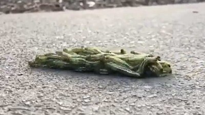 In a 10-second video, caterpillars can be seen maintaining the unity to move forward in a swift manner. (Twitter/ @hvgoenka) In a 10-second video, caterpillars can be seen maintaining the unity to move forward in a swift manner. (Twitter/ @hvgoenka)