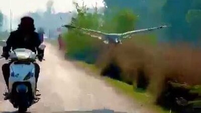 In the video, a crane can be seen flying along a man riding his two-wheeler. (Twitter/ @AwanishSharan) In the video, a crane can be seen flying along a man riding his two-wheeler. (Twitter/ @AwanishSharan)