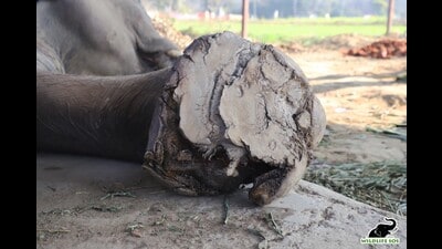 The torn and mutilated footpad of Moti. (PHOTO_ WILDLIFE SOS)