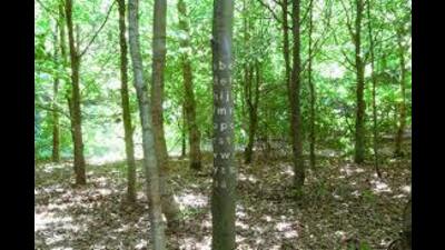 The tree on which Bjørn Karmann carved the Danish Alphabet. He was careful to leave portions of the bark undisturbed, so that the tree could carry on its processes undisturbed. (Bjørn Karmann) The tree on which Bjørn Karmann carved the Danish Alphabet. He was careful to leave portions of the bark undisturbed, so that the tree could carry on its processes undisturbed. (Bjørn Karmann)