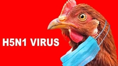 Following on the heels of the COVID-19 pandemic, large outbreaks of viruses like bird flu raise the specter of another disease jumping from animals into humans. This process is called spillover. (Shutterstock) Following on the heels of the COVID-19 pandemic, large outbreaks of viruses like bird flu raise the specter of another disease jumping from animals into humans. This process is called spillover. (Shutterstock)