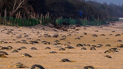 Mass nesting of Olive Ridley turtles near River Rushikulya mouth in Ganjam district, Odisha, Friday, (PTI) Mass nesting of Olive Ridley turtles near River Rushikulya mouth in Ganjam district, Odisha, Friday, (PTI)