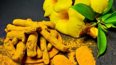 Did you know Meghalaya is home to the best turmeric in the world. Lakadong turmeric, is a variety of turmeric that is found in the Jaintia Hills district of Meghalaya, India. It is known as the world's best turmeric due to its high curcumin content, which is the compound responsible for the bright yellow color of turmeric and its various health benefits. Here are some key facts about lakadong turmeric. (Representative Image (Unsplash)) Did you know Meghalaya is home to the best turmeric in the world. Lakadong turmeric, is a variety of turmeric that is found in the Jaintia Hills district of Meghalaya, India. It is known as the world's best turmeric due to its high curcumin content, which is the compound responsible for the bright yellow color of turmeric and its various health benefits. Here are some key facts about lakadong turmeric. (Representative Image (Unsplash))