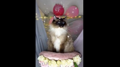 Women celebrates cat's birthday. (Instagram/@ Cats of Instagram) Women celebrates cat's birthday. (Instagram/@ Cats of Instagram)