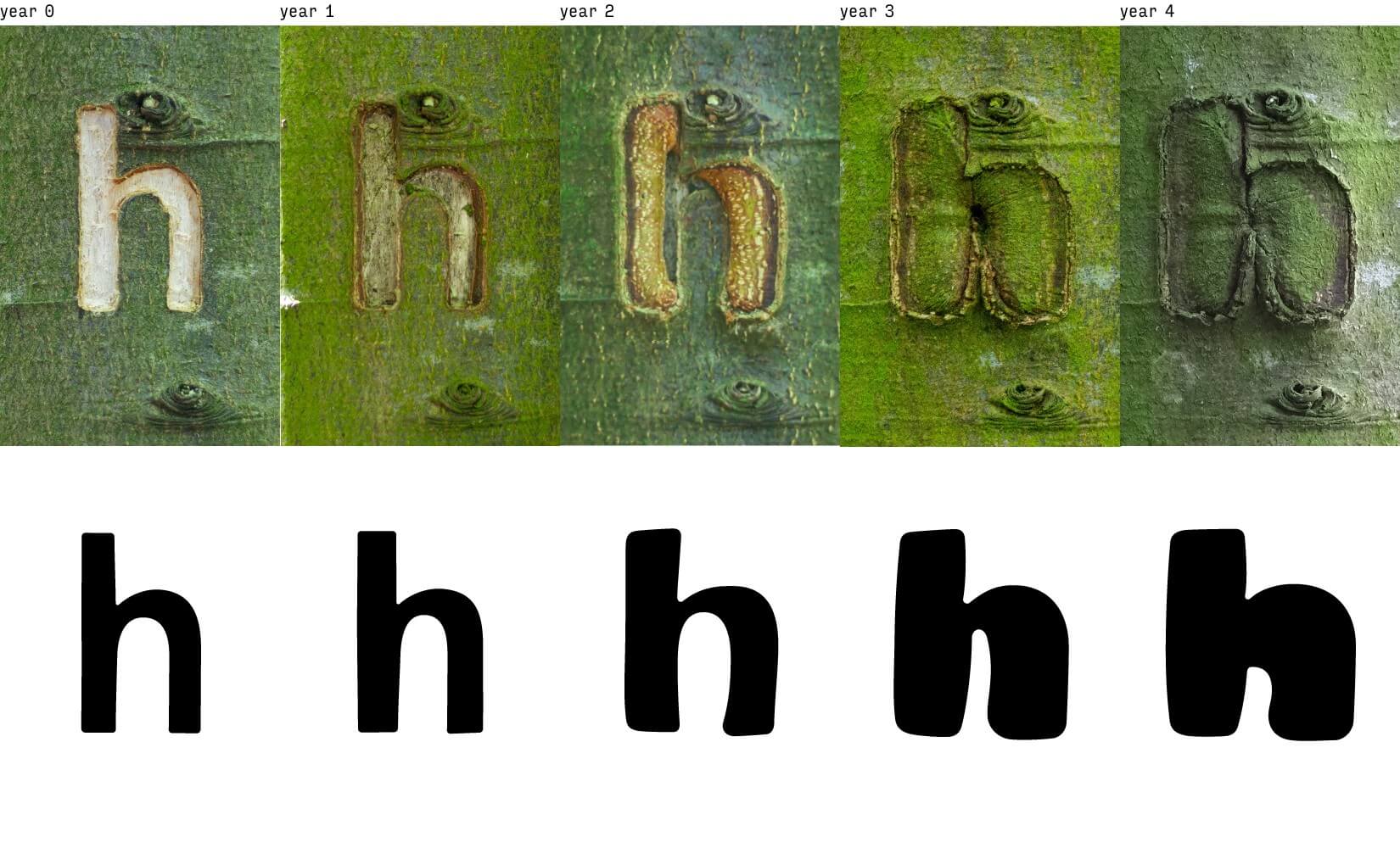 As the tree grew, the letters thickened, altering edges and reducing gaps between characteristic extensions and holes. (Bjørn Karmann) As the tree grew, the letters thickened, altering edges and reducing gaps between characteristic extensions and holes. (Bjørn Karmann)