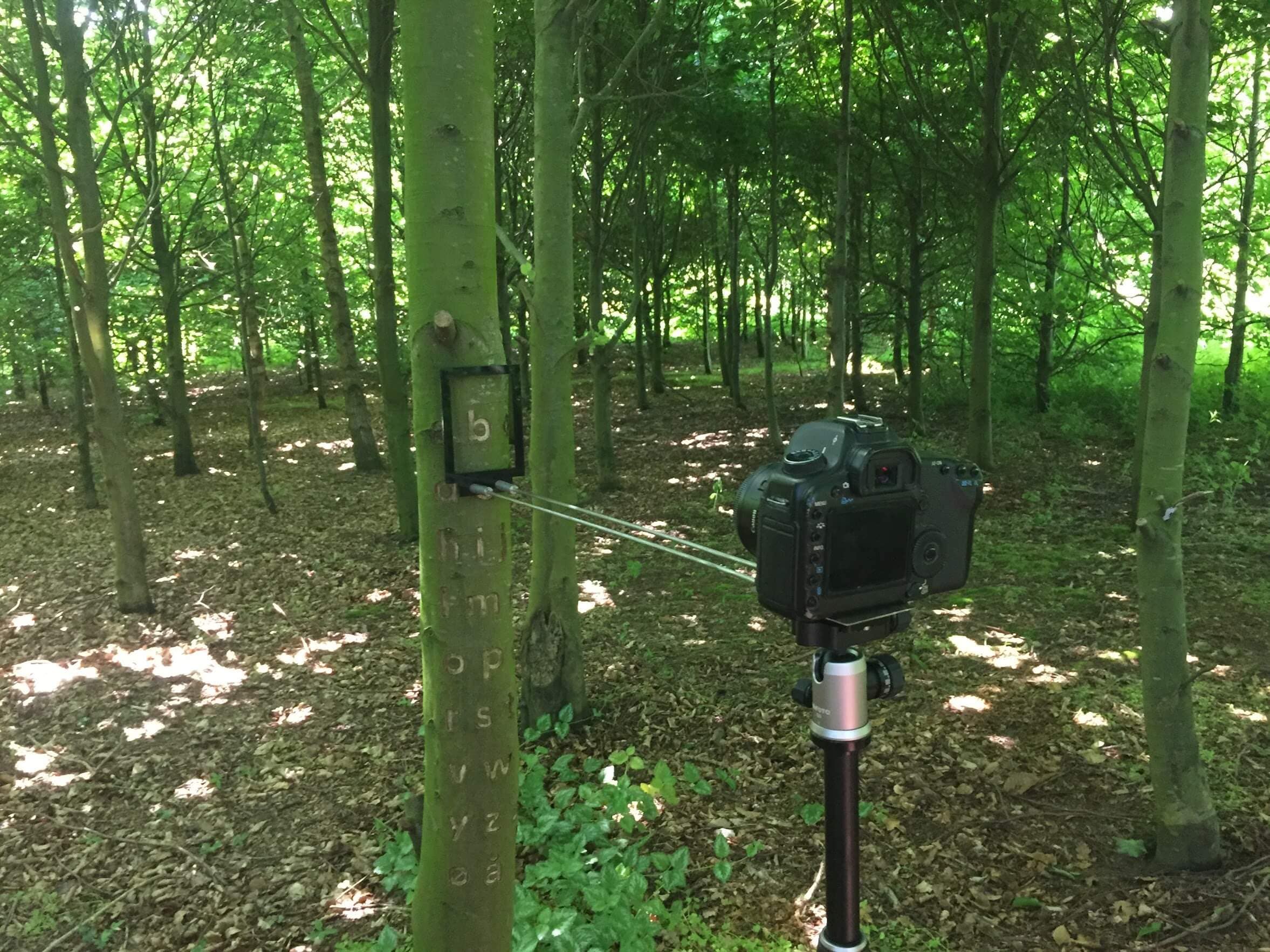 Karmann returned to the tree every year for five years, to document the letters using a camera and measuring tools. Karmann returned to the tree every year for five years, to document the letters using a camera and measuring tools.