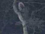 One of the photographs shared by the Mexican President Andres Manuel Lopez Obrador on Sunday. One of the photographs shared by the Mexican President Andres Manuel Lopez Obrador on Sunday.