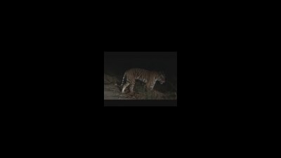 A grab from a viral video on social media showing the tiger reportedly outside a village in Sonbhadra A grab from a viral video on social media showing the tiger reportedly outside a village in Sonbhadra