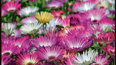 A honey bee collecting nectar from flowers on the Panjab University campus in Chandigarh on a sunny Sunday afternoon. (Ravi Kumar/HT)