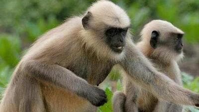 Capped langurs are found mostly in hill areas in Assam’s Cachar district. (Representative Image)