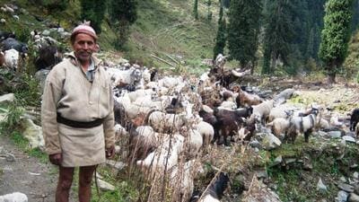 Himachal Pradesh State Wool Federation provides a reliable source of income for shepherds through the sale of wool, animals, its meat, manure, milk and skin. (HT Photo) Himachal Pradesh State Wool Federation provides a reliable source of income for shepherds through the sale of wool, animals, its meat, manure, milk and skin. (HT Photo)