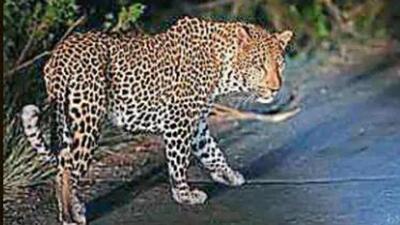 Kashmir wildlife authorities have launched a rigorous search involving installation of automatic cameras and two permanent camps to trap a leopard in some 200 sq km area of Srinagar after sightings reported by residents in the past three days. (Image for representational purpose) Kashmir wildlife authorities have launched a rigorous search involving installation of automatic cameras and two permanent camps to trap a leopard in some 200 sq km area of Srinagar after sightings reported by residents in the past three days. (Image for representational purpose)