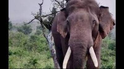 On Friday, wild elephants also attacked a forest guard Ajay Singh while he was patrolling in the same range. Ajay, who sustained severe injuries, was rushed to Bahraich Medical College from where he was referred to King George’s Medical University (KGMU), Lucknow. (Pic for representation)