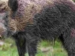 The woman fought the boar and was able to kill the animal. (Representative Image) The woman fought the boar and was able to kill the animal. (Representative Image)