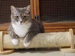 A designated cat scratcher can help prevent your personal belongings and stuff from getting ruined. 