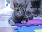A cat mat ensures that your pet is able to do all its functions without hassle and in a neat fashion.