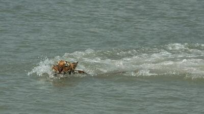 A tiger in the Sundarbans in West Bengal. (Ashok Nath Dey/ Hindustan Times File Photo) A tiger in the Sundarbans in West Bengal. (Ashok Nath Dey/ Hindustan Times File Photo)