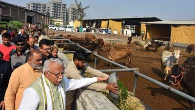 Almost a month after 45 cows were poisoned to death at a gaushala of the Municipal Corporation in Karnal, Haryana CM Manohar Lal Khattar on Monday said strict action will be taken against those involved in this heinous crime. (HT Photo)