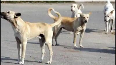 Civic bodies will also have to provide a chip/token to the dog owner, which will bear the registration number of the pet, along with details such as owner’s name, address and contact number. (Pic for representation)