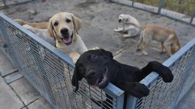 The department drafted a new set of dos and don’ts for pet owners and issues related to registration of dogs. (Representational image)