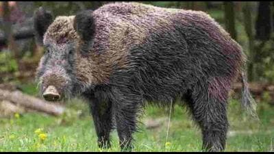 The woman fought the boar and was able to kill the animal. (Representative Image)