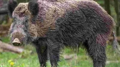 The woman fought the boar and was able to kill the animal. (Representative Image) The woman fought the boar and was able to kill the animal. (Representative Image)
