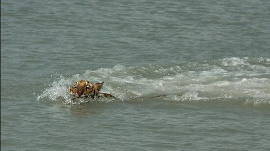 A tiger in the Sundarbans in West Bengal. (Ashok Nath Dey/ Hindustan Times File Photo)