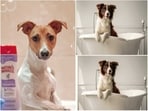 One of the biggest challenges dog lovers struggle with are ticks and fleas and hence the need for tick shampoos.