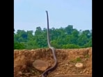Snapshot of the King Cobra standing up. Snapshot of the King Cobra standing up.