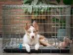 A good dog crate will keep your pet happy and at ease. 