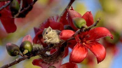 A feasting squirrel (Prerna Jain) A feasting squirrel (Prerna Jain)