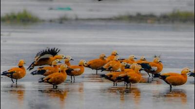 A flock of ruddy shelduck spotted at Wular Lake. (Reyan Sofi) A flock of ruddy shelduck spotted at Wular Lake. (Reyan Sofi)
