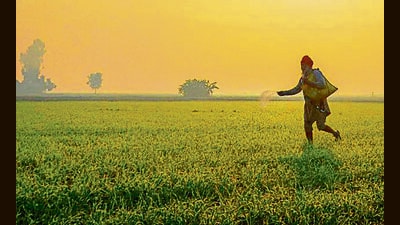 Amid concerns about the rise in minimum temperatures, scientists of the ICAR-Indian Institute of Wheat and Barley Research (IIWBR) have advised wheat growers to apply light irrigation to lessen the impact of the rising temperatures. (PTI File)