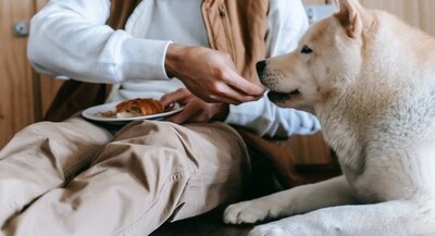 Whether you have a growing puppy, a playful kitten, or a senior pet, it's important to make sure they're getting the right amount of protein. (Pexels ) Whether you have a growing puppy, a playful kitten, or a senior pet, it's important to make sure they're getting the right amount of protein. (Pexels )
